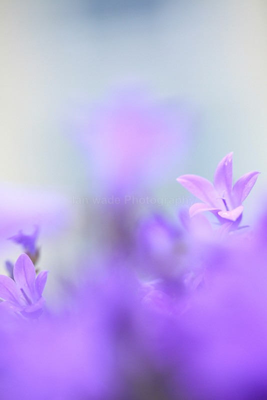  - Wild Flowers,  plants & Fungus photography, Great Britain