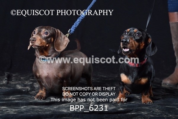 BPP_6231 - LESLEY GRANGER DOGS