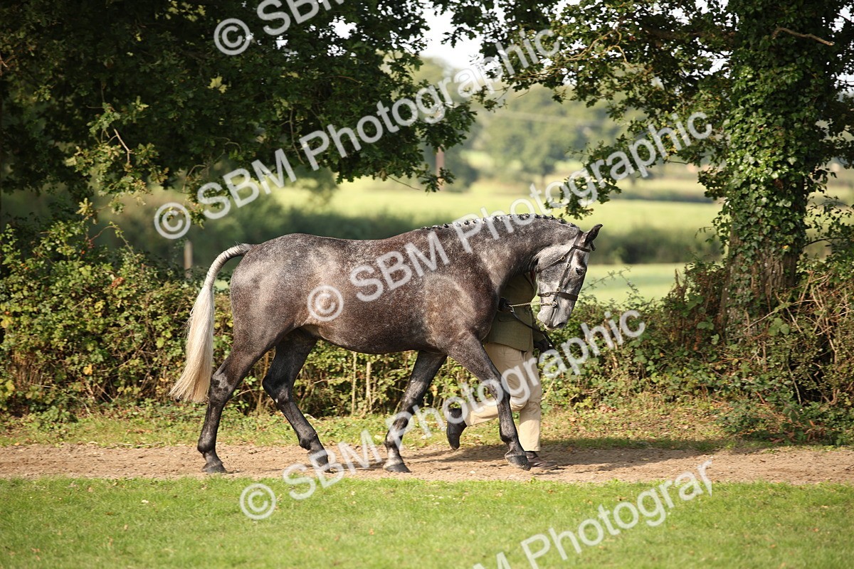 SBM_60057 - S53 - Hunter In Hand