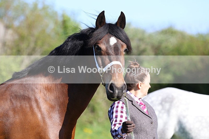 3E7A8661 - Class 13: M & M Large Breeds