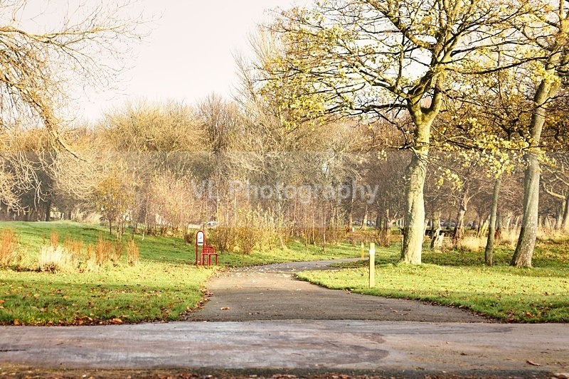 Trees - Plants and Trees