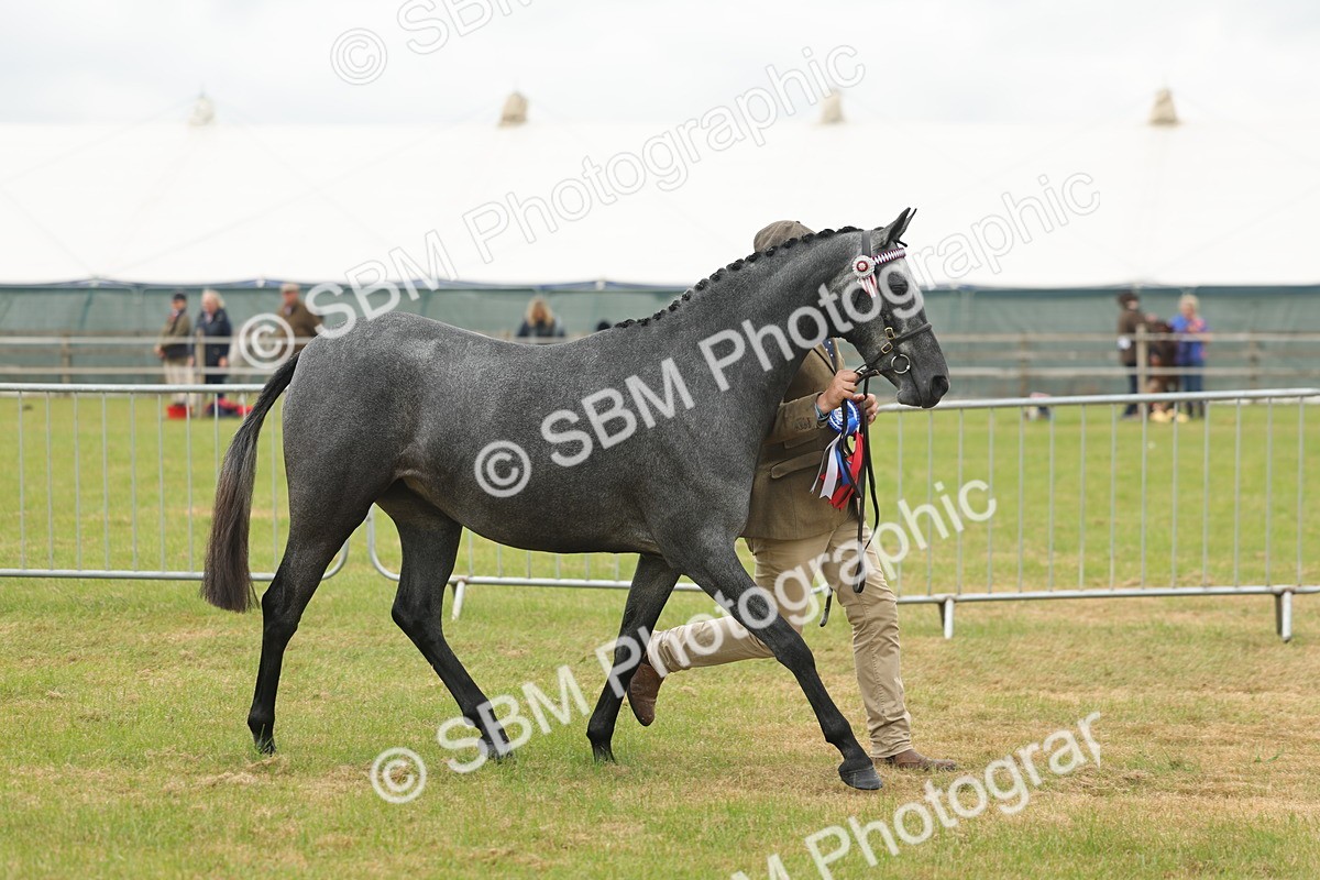 SBM_05605 - Class 68-73 - Riding Pony Breeding