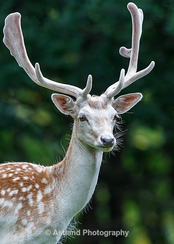 Astland Photography, Bird and Wildlife Images, Susan and Peter Wilson, U.K.