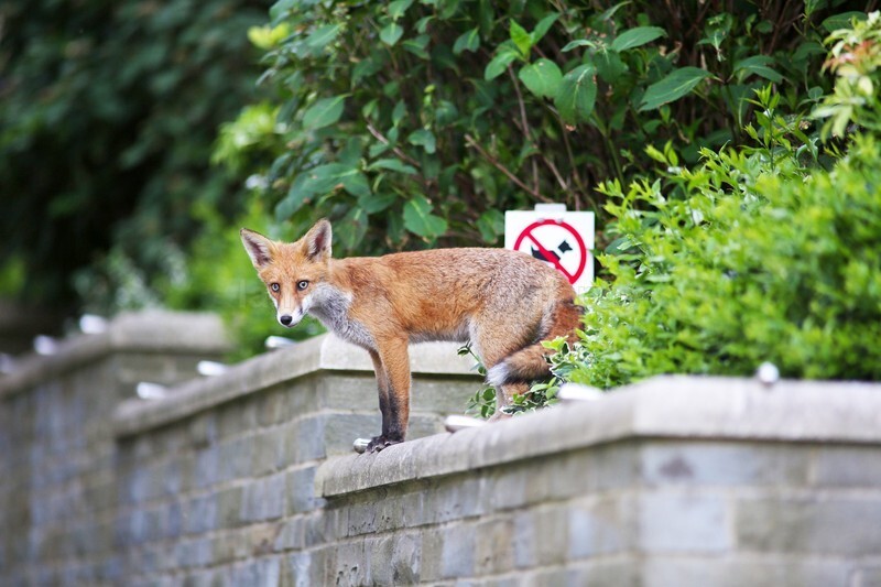  - Bristol Urban fox - foxes in family group