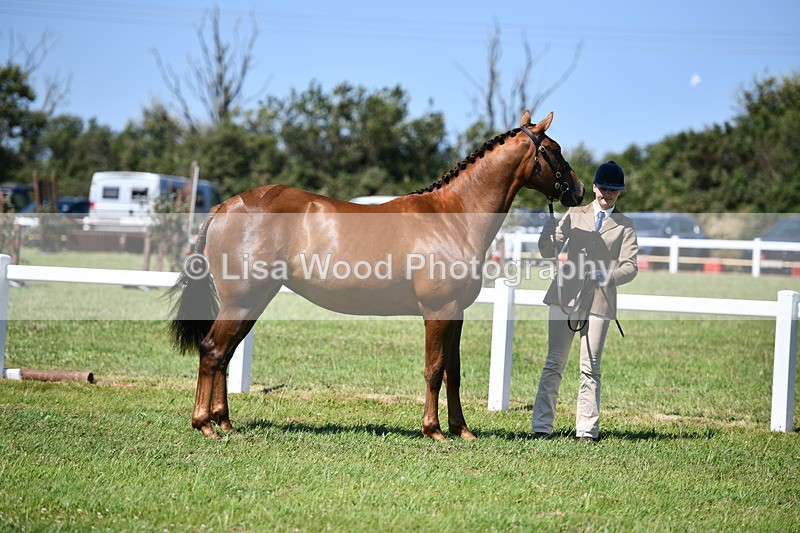 DSC_6723 - Class 57: Hunter/Riding Horse/Hack 1, 2 & 3 yr olds