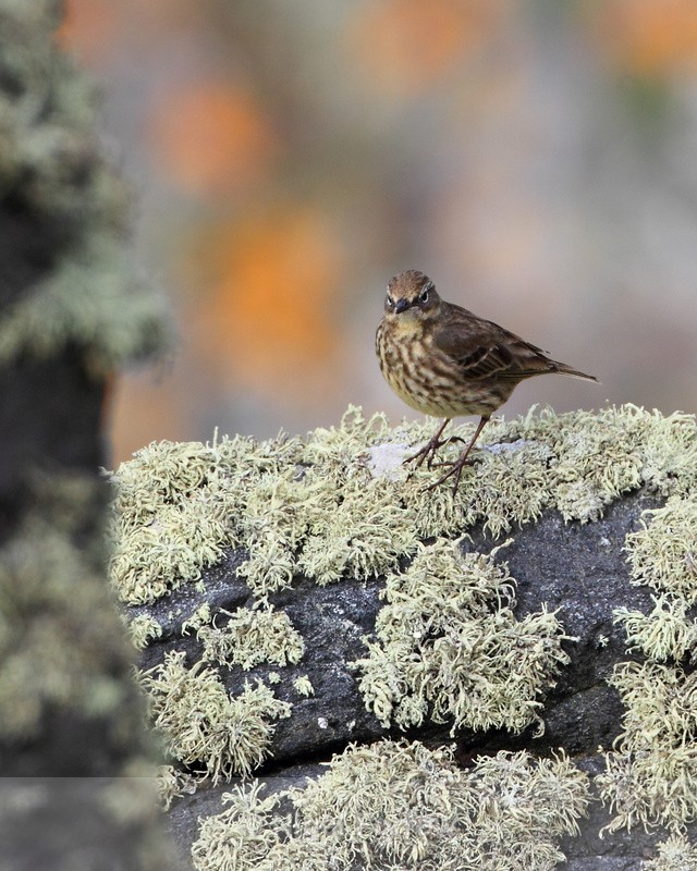 Rock Pipit standing on a cliff ledge on the Lizard Peninsula - Rock Pipit