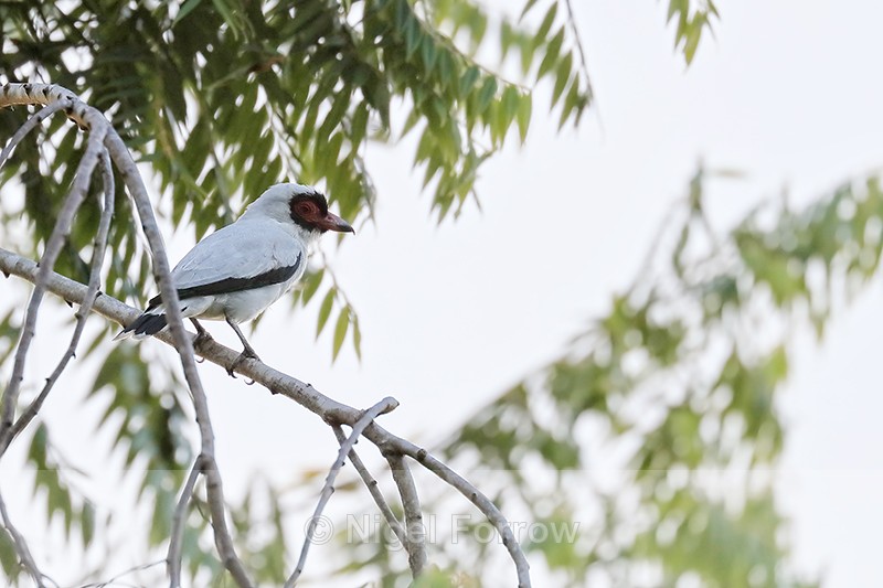 Masked Tityra (male), Costa Rica - Masked Tityra