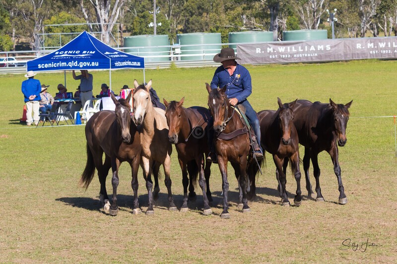 Guy McLean 2. 0A3A9343 - 2025 Senic Rim Clydesdale Spectacular