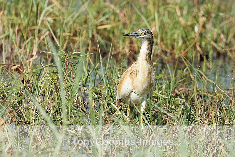 Squacco Heron - Botswana ~ Birds