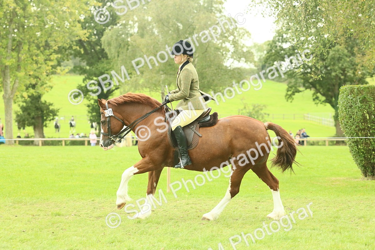 SBM_72118 - S60 - Mountain & Moorland Ridden Large Breeds