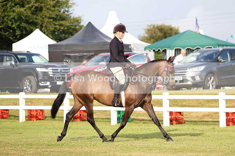 3E7A7661 - Class 1: Rising Star Small Hack/Riding Horses