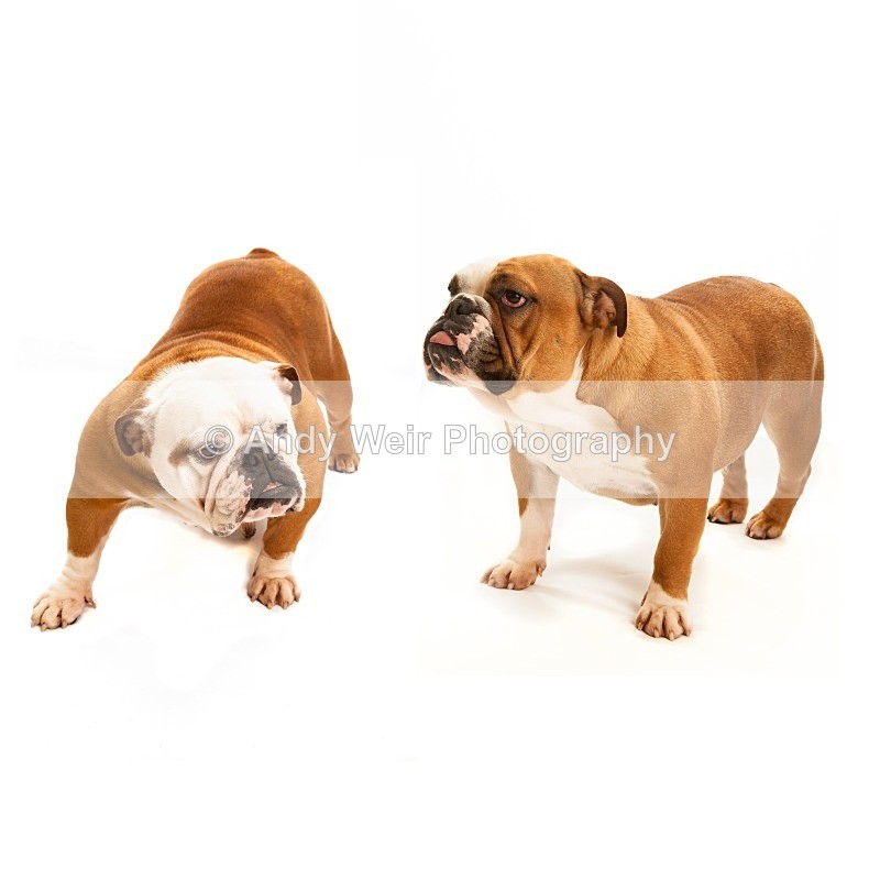 20121104-Ruby-Jess-2 - Pets