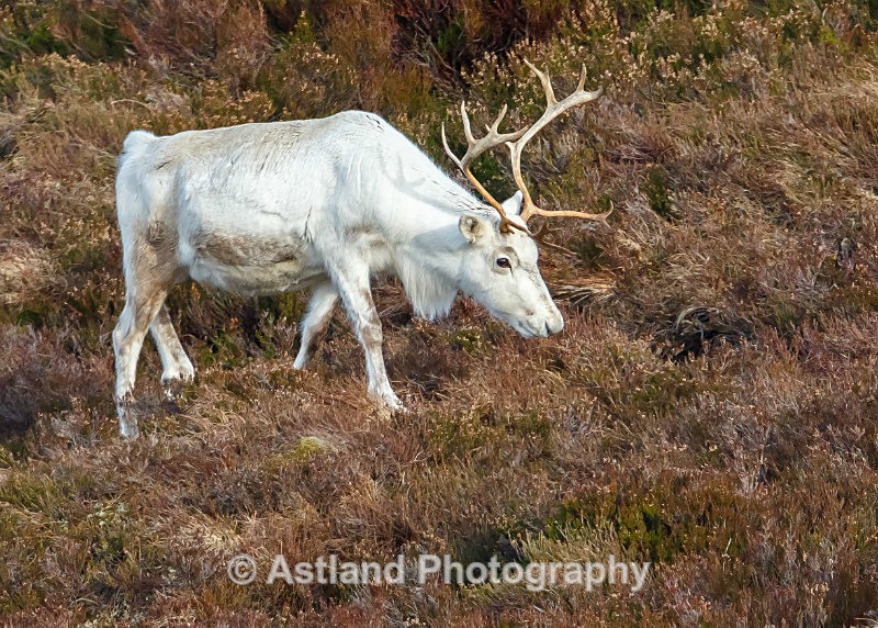 Astland Photography, Bird and Wildlife Images, Susan and Peter Wilson, U.K.