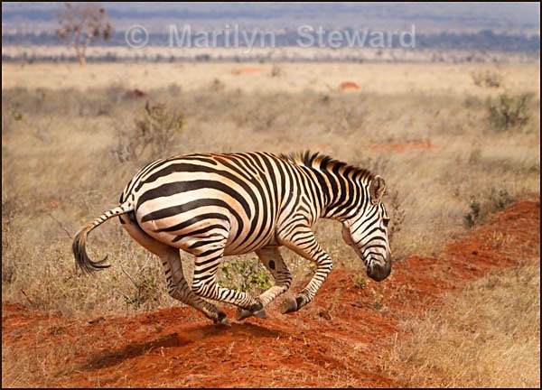 Zebra galloping - Kenya, Tsavo East