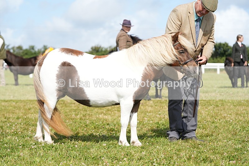 DSC05339 - Class 49: NPS Shetland 4 years and over