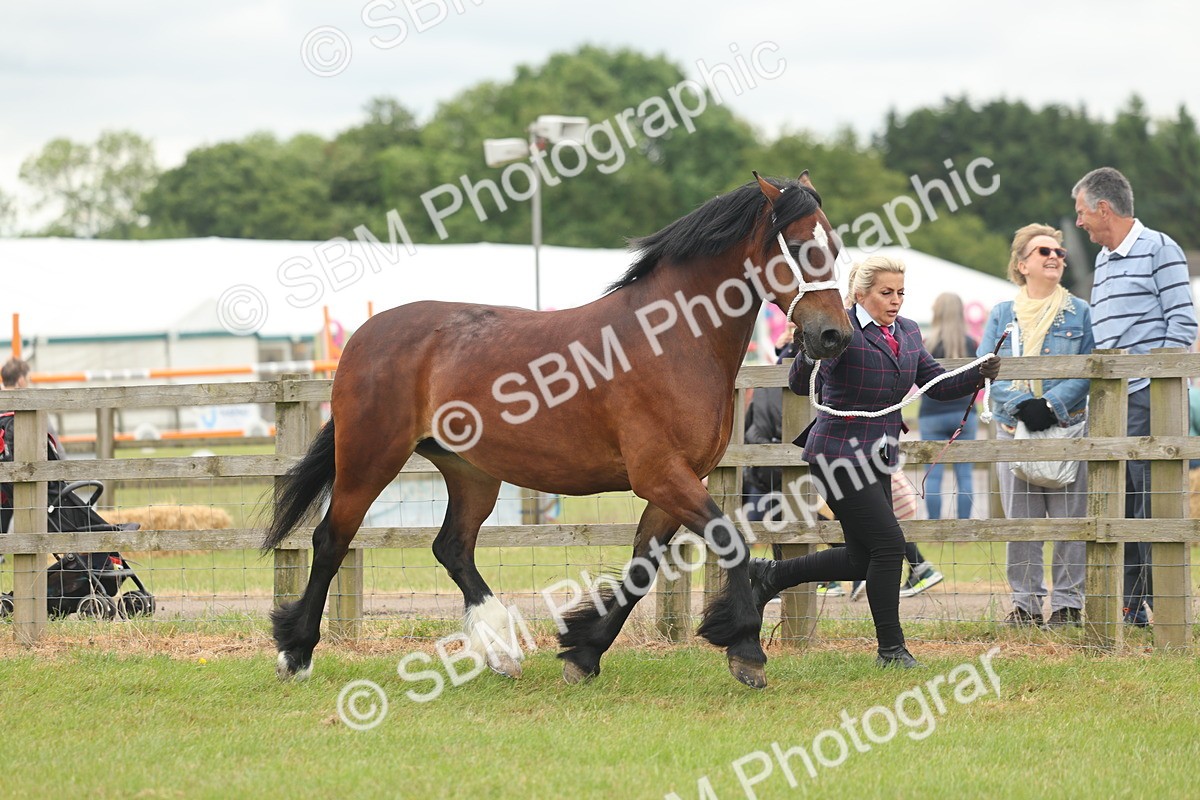 SBM_04880 - Class 50-57 - M&M Welsh Pony In Hand