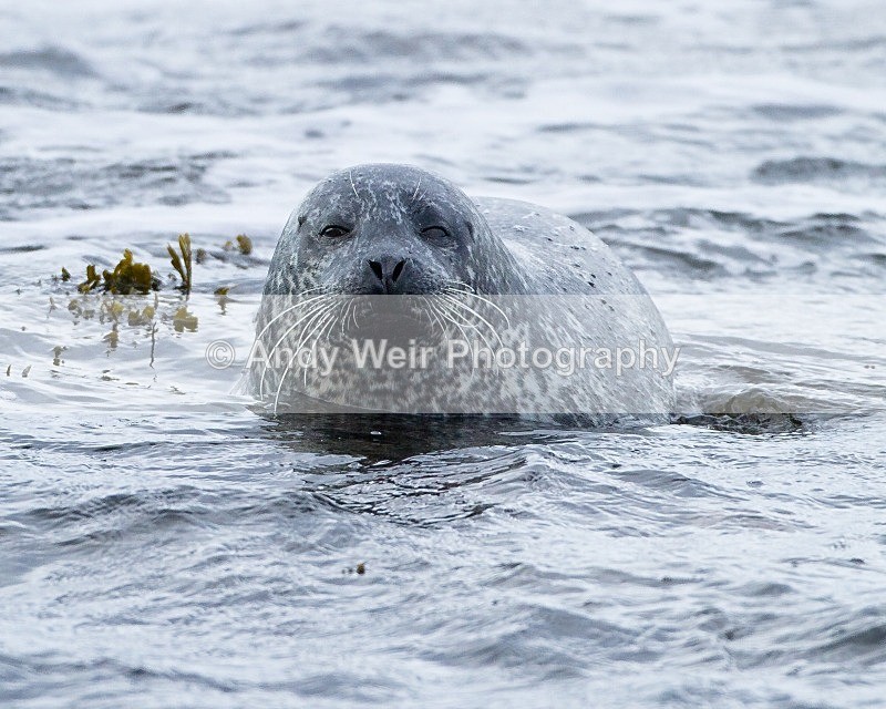 20110927-_MG_7120 - Common Seal