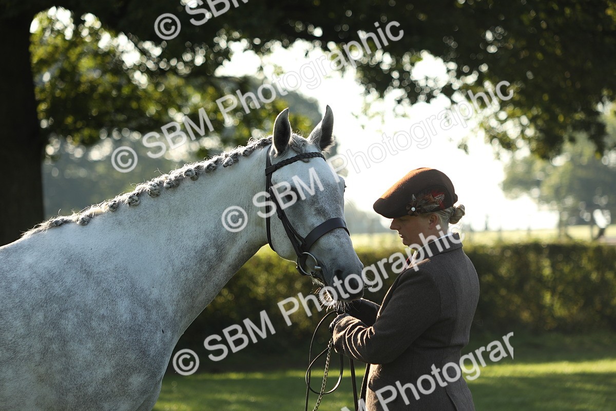 SBM_57961 - S42 - Youngstock