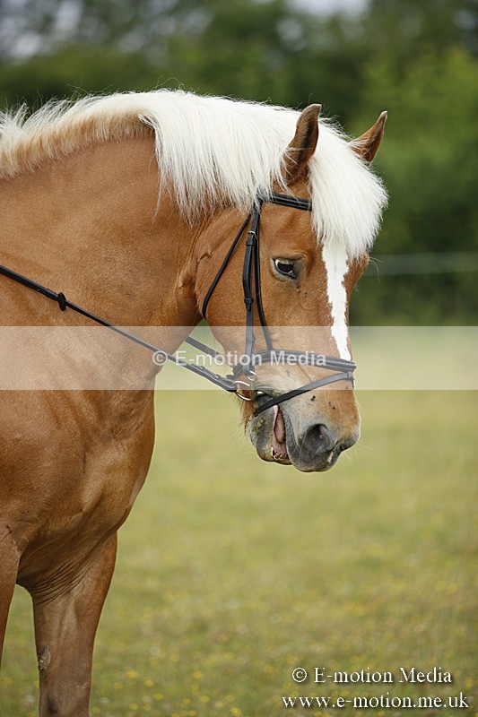 BVR160717-280 - Ring 1 BVRC Show 16/07/17