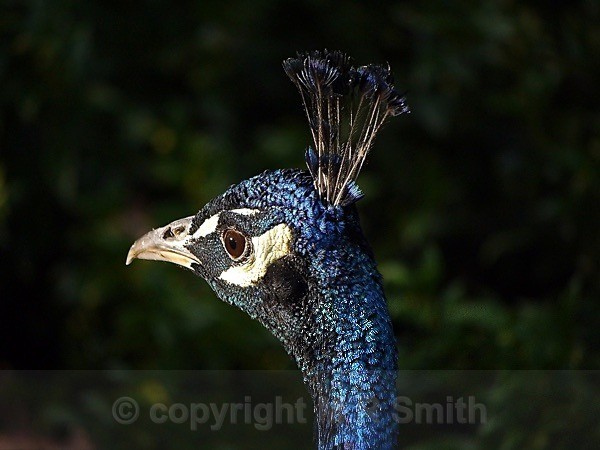 Regal Peacock - MACRO & CLOSE UPS 2