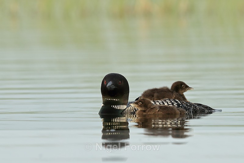 Common Loon with two chicks, Minnesota - Great Northern Diver