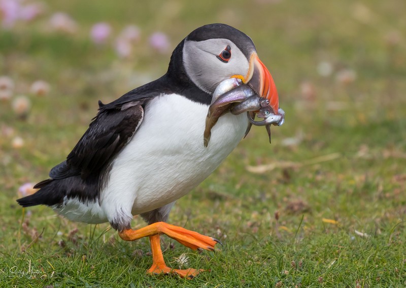 Puffen with Fish 16 - Puffins