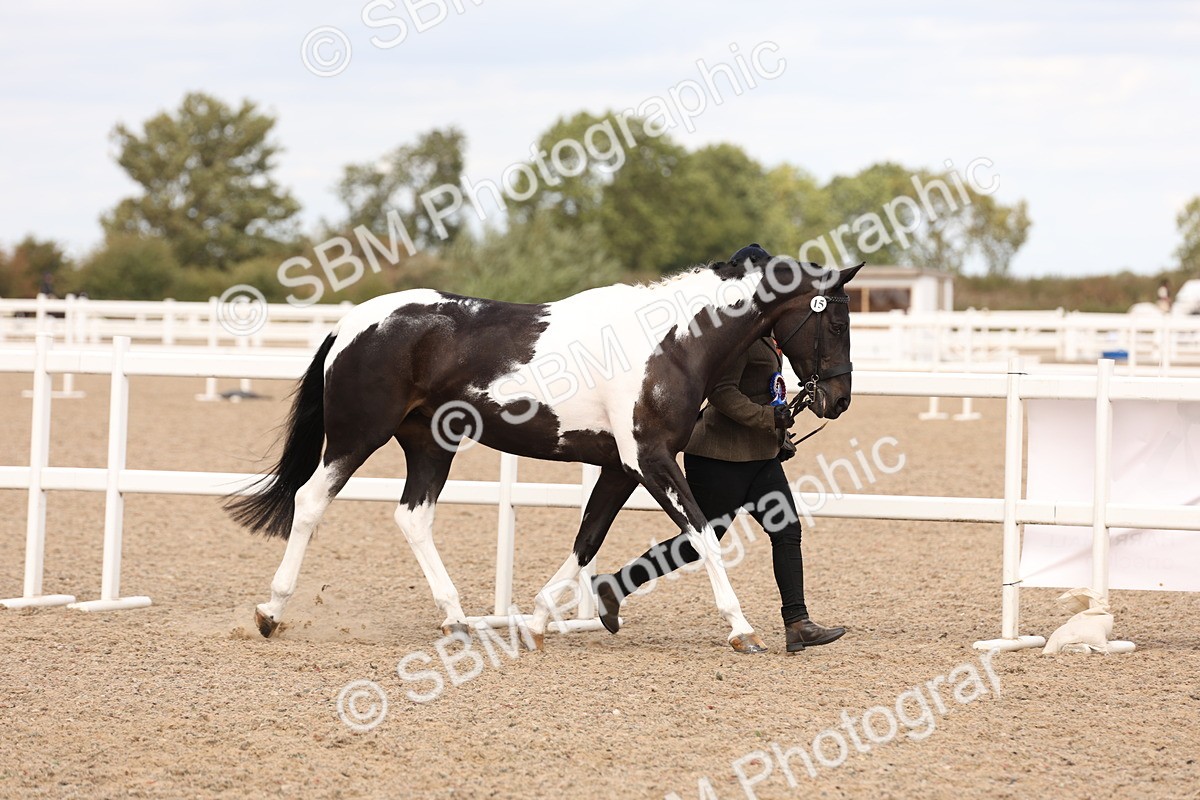 SBM_15417 - Class 210- IH Show Horse
