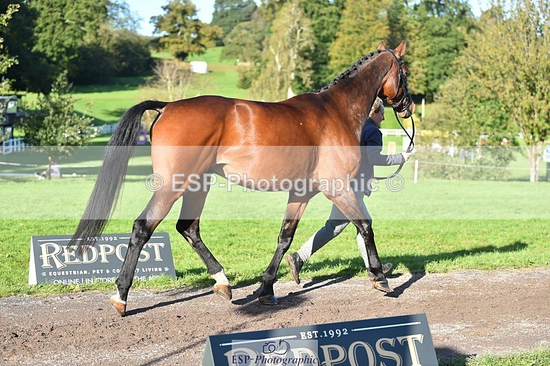 231022-103518-22585 - 491-CALCOURT.LEONARDO-Sophie.Westmore-TrotUp+SJ