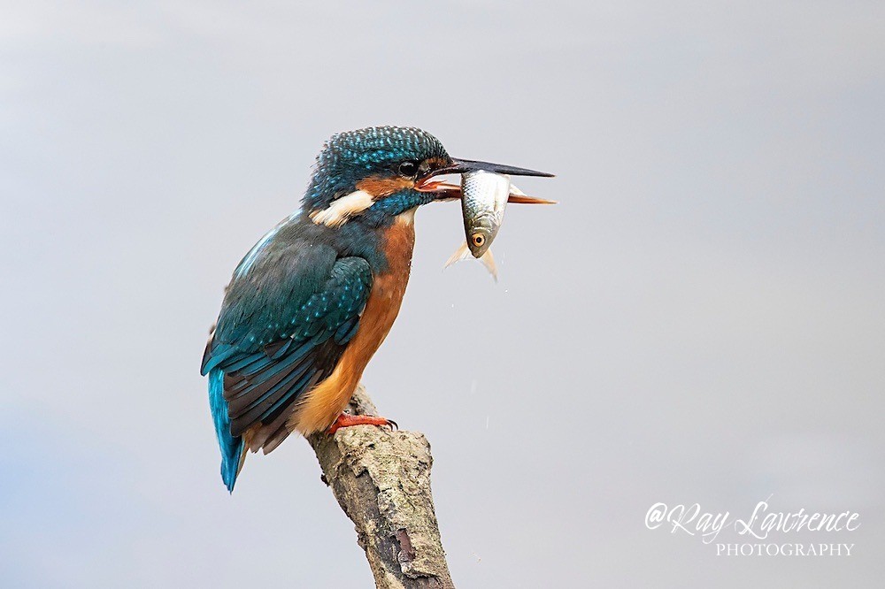 Kingfisher Alcedo Atthis005 - Kingfishers