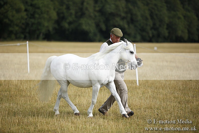 _C7A9198 - BVRC Sow 2018 Ring 2