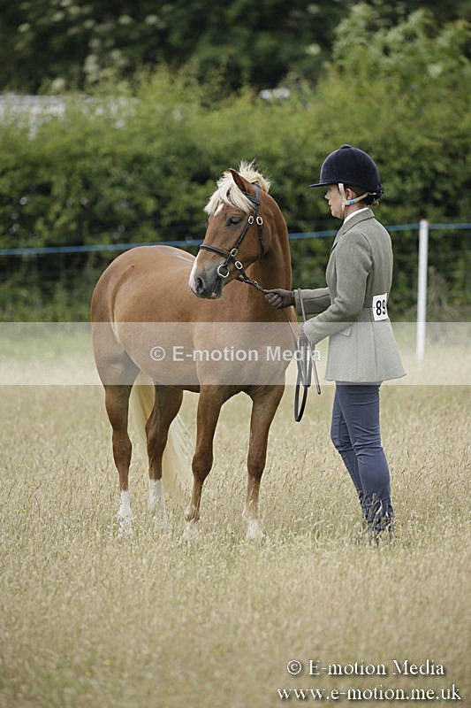B230619-0051 - Bourne Valley Riding Club Summer Show 23/06/19