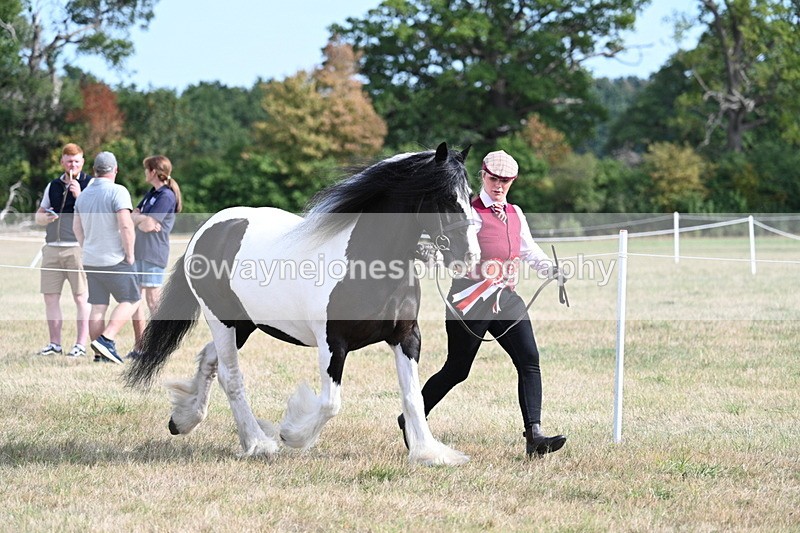 WJ7_8104 - In-hand Championship
