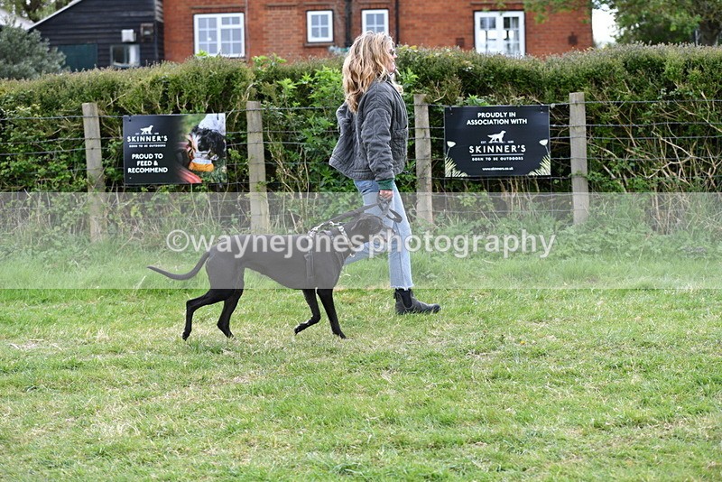 WJ5_9137 - Class 1 Best Cross Breed / Heniz 57