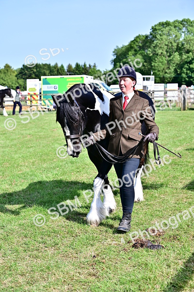 SBM_10077 - Class 63-65 - Traditional Gypsy Cobs In Hand & Ridden