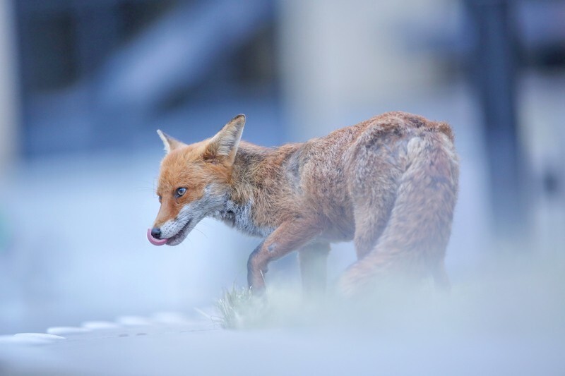  - Bristol Urban fox - foxes in family group