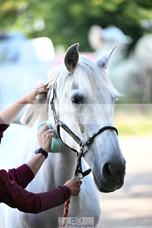 240809A-085847-00038 - Stable Shots