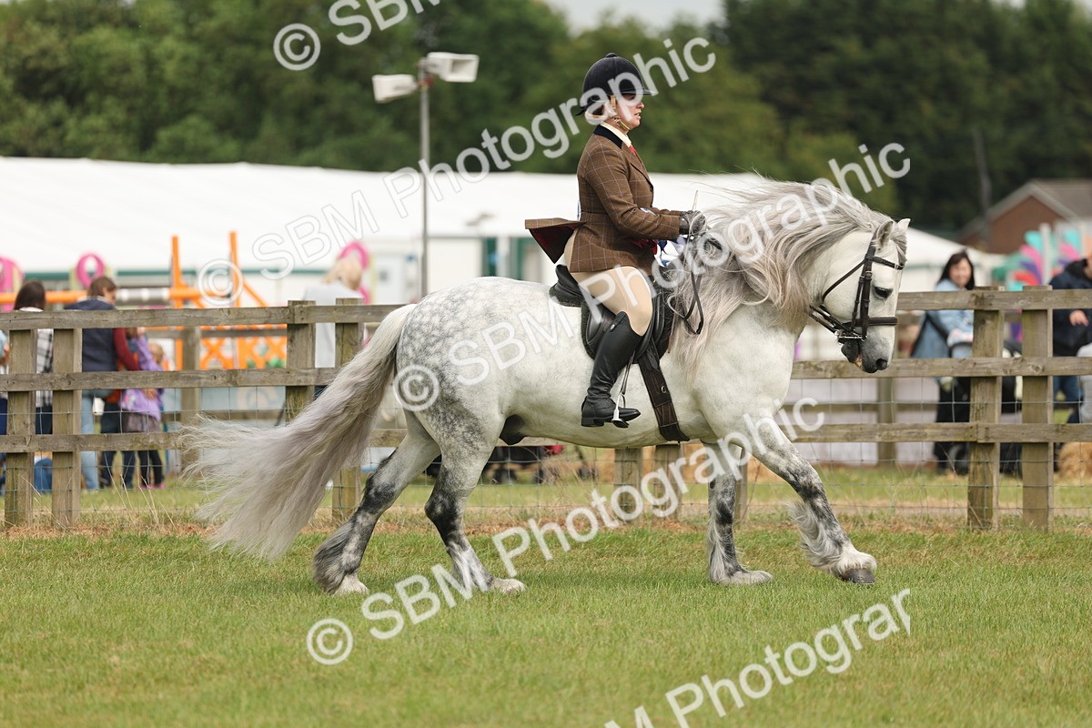 SBM_09166 - Class 78-80 - Ridden M&M Non Welsh Ponies
