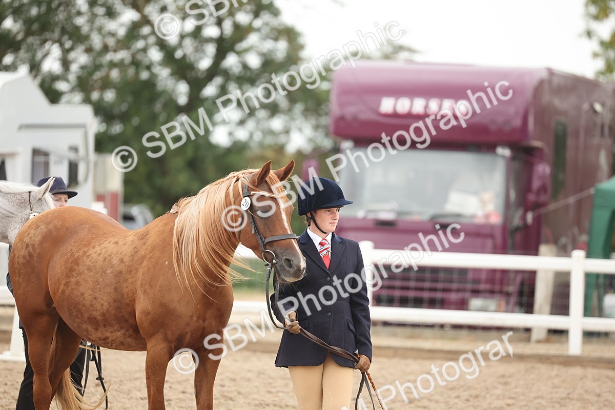 SBM_19390 - Class 317 - IH Pure Bred Horse-Pony