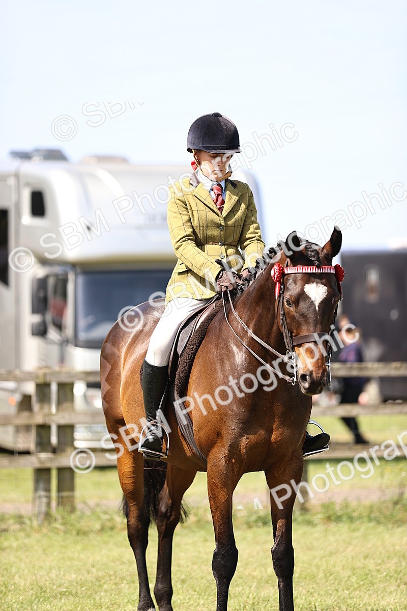 SBM_13037 - Class 75-76 LIHS BSHA Rising Star Hack Riding Horse