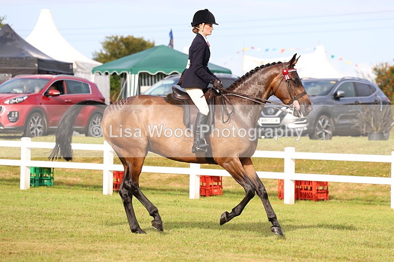 3E7A8041 - Class 2: Rising Star Large Hack/Riding Horse