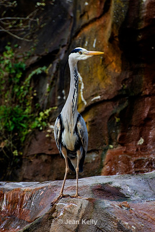 Grey Heron - DSC_4202 - Birds