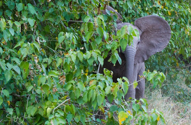Brave Calf