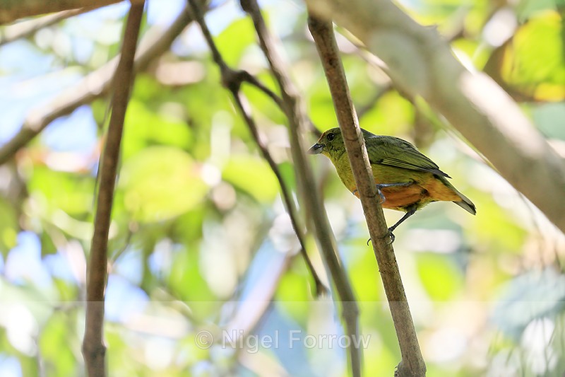 Female Spot-crowned Euphonia, Osa Peninsula, Costa Rica - Spot-crowned Euphonia
