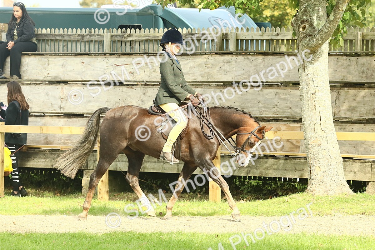 SBM_69011 - S58 - Mini Show Cob Ridden