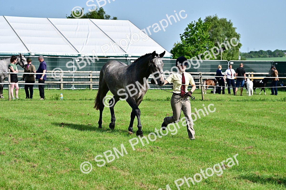 SBM_03305 - Class 50 - 54 Light Horse Breeding