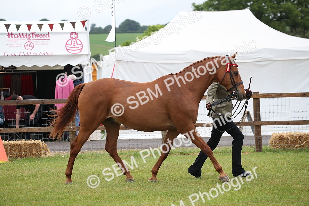 SBM_00141 - Class 17-20 - Arab & Part Bred - Anglo Arab In Hand