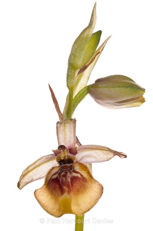  - WB: Orchids - Ophrys