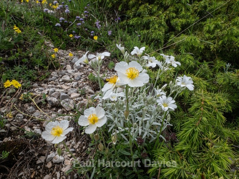 Apennine Rockrose (Helianthemum appeninum) - Gargano - Wild Flowers