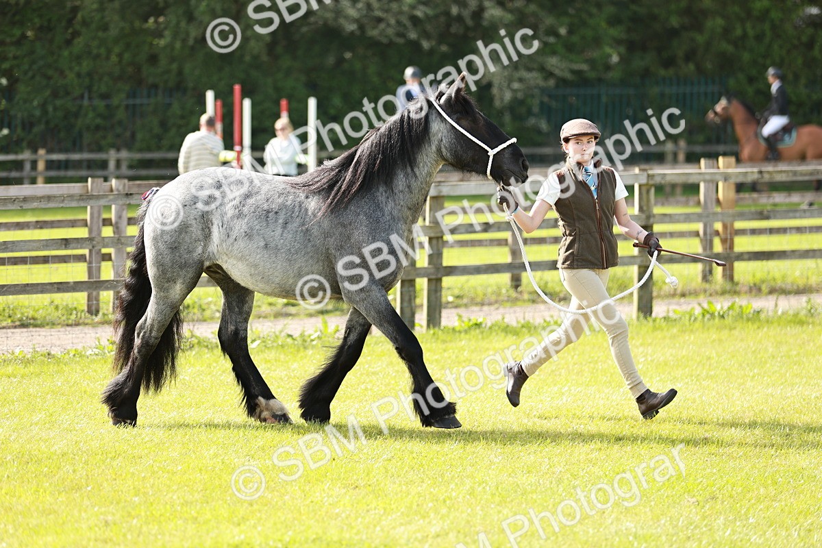 SBM_00744 - Class 14-23 - Mountain & Moorland In Hand Non Welsh