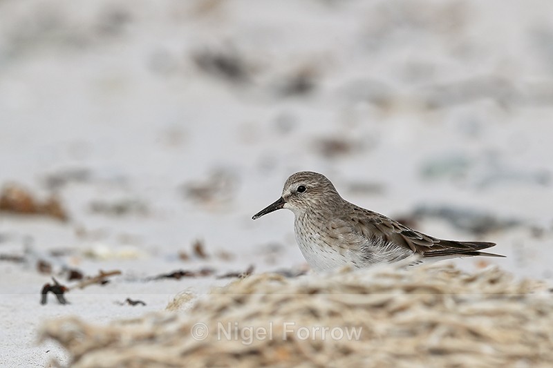 White-rumped Sandpiper standing still, Volunteer Point, Falklands - White-rumped Sandpiper